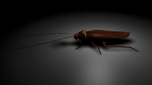 animals roach preview image